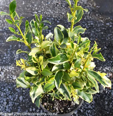 Griselinia variegated in a pot with lush, green and cream foliage.