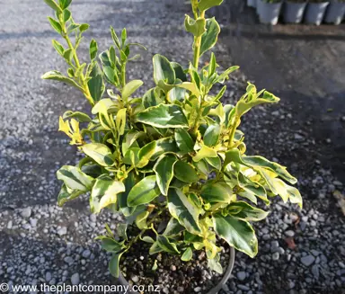 Griselinia Variegata showcasing its cream and green foliage.