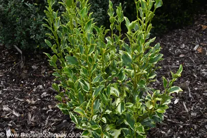 Griselinia Variegata growing in a garden.