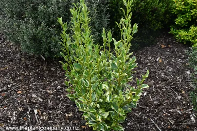 Griselinia Variegata in a garden and showcasing its lush foliage.