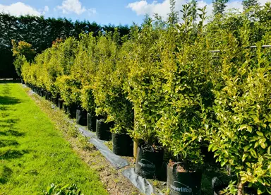 Large sized Griselinia Variegata growing in planter bags.