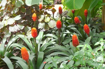 Guzmania conifera plants in a garden with orange flowers.