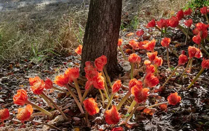 haemanthus-coccineus-1