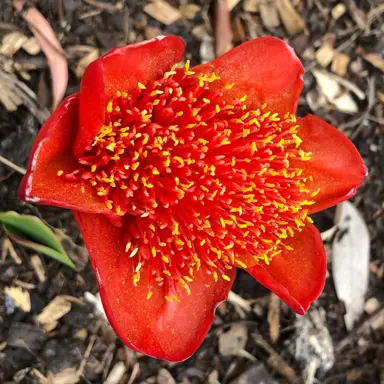 haemanthus-coccineus-2