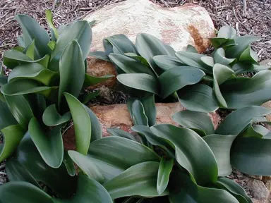 haemanthus-coccineus-3