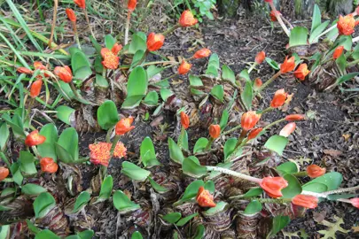haemanthus-coccineus-4