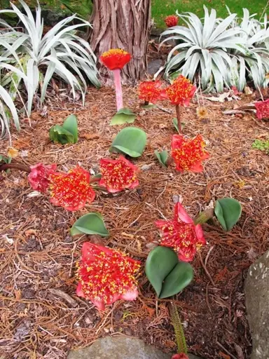 haemanthus-coccineus-5
