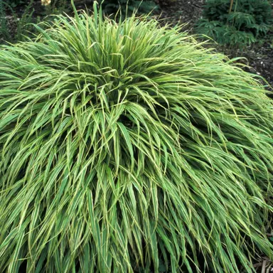 hakonechloa-macra-albovariegata-1