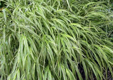 hakonechloa-macra-albovariegata-3