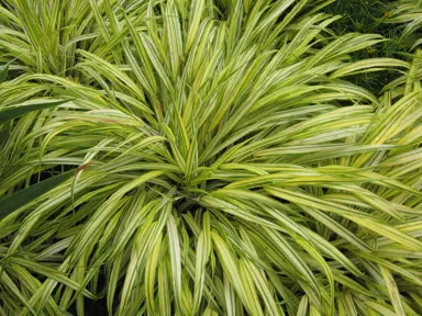 hakonechloa-alboaurea-1