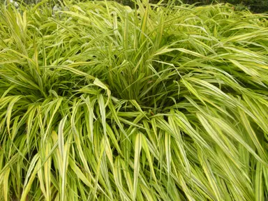 hakonechloa-alboaurea-3