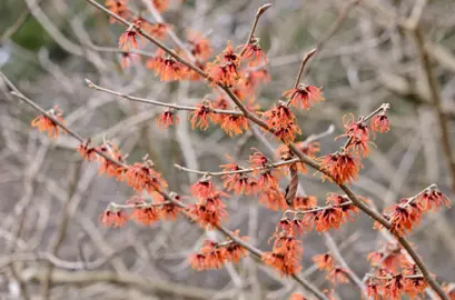 hamamelis-diane-