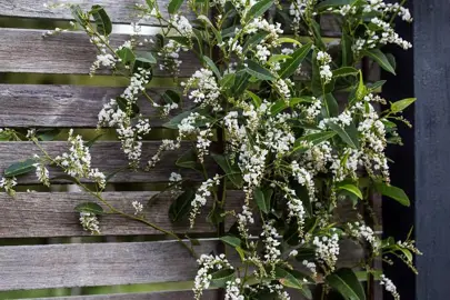 hardenbergia-alba-