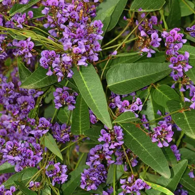 hardenbergia-violacea-2