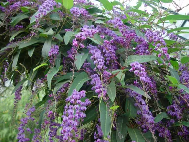 hardenbergia-violacea-3