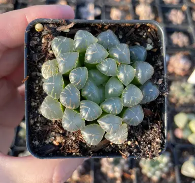 haworthia-cooperi-