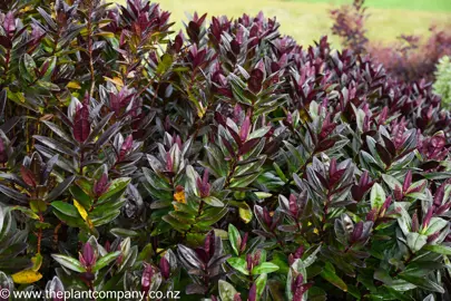 A large-sized Hebe Flame plant in a garden.