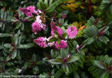 Hebe Flame with pink flowers and lush foliage.