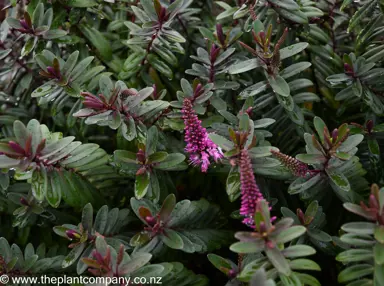 Hebe Flame with pink flowers on a large plant.