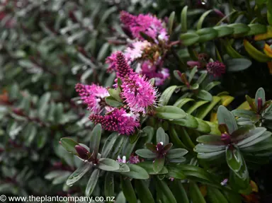 Hebe Flame with lush foliage and pink flowers.