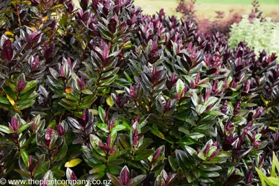 Lush purple and green foliage on Hebe Flame in a garden.