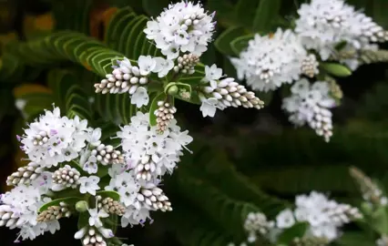 Hebe odora green foliage and elegant, white flowers.