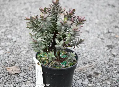 A Hebe 'Red Edge' plant for sale in a 1.5L pot at The Plant Company nursery.