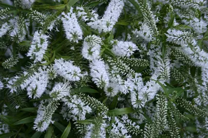 Hebe salicifolia shrub coated in elegant, white flowers.