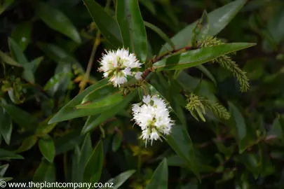 Hebe stricta with white flowers and dark green foliage.