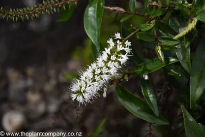 Hebe stricta white flowers.