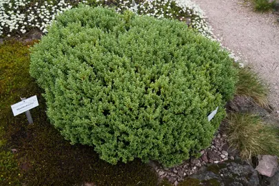 A low growing Hebe topiari shrub with dense, green foliage in a native planting.