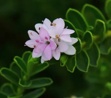 A closeup photo of Hebe Wiri Cloud pink and white flowers.