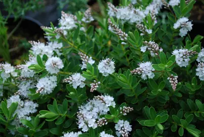 Hebe Wiri Mist shrub with elegant, white flowers.