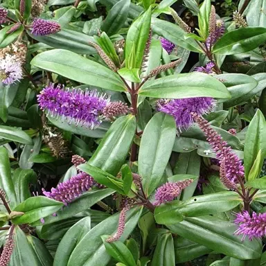 Hebe 'Wiri Prince' plant in a garden with elegant purple flowers.