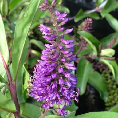 Hebe 'Wiri Prince' plant with lush green foliage and elegant purple flowers.