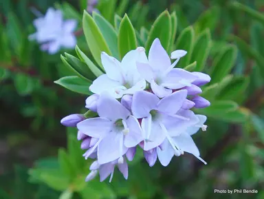 hebe-diosmifolia-mauve-1