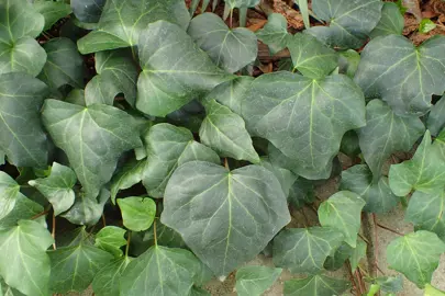 Hedera algeriensis plant with green leaves.