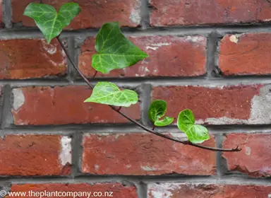 Hedera canariensis stem with green leaves against a red brick wall.