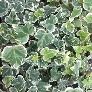 hedera-canariensis-variegated-