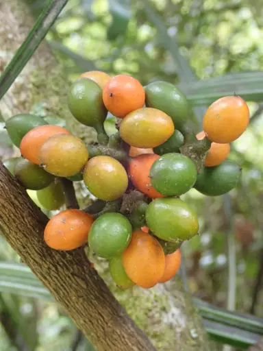 Hedycarya arborea orange and green fruit held as a cluster.
