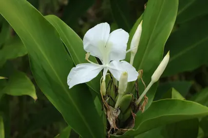 Hedychium coronarium elegant white flowers amidst lush, green foliage.