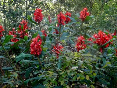 Hedychium greenii plants with red flowers.