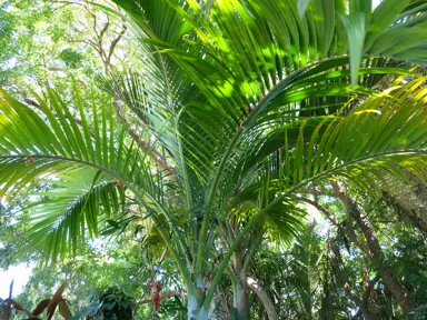 Hedyscepe canterburyana palm growing as a specimen tree.