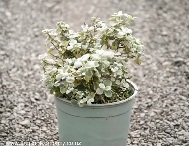 Helichrysum petiolare plant for sale at The Plant Company nursery.