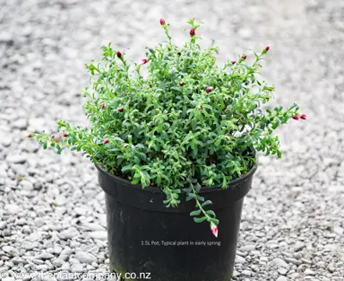 Helipterum 'Paper Cascade' plant for sale at The Plant Company nursery.