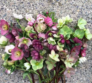 helleborus-vibrant-bouquet-