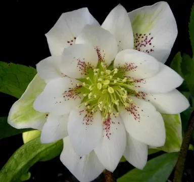 Helleborus Elegance White flower with purple highlights.