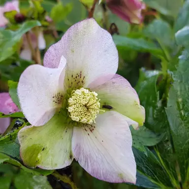 helleborus-english-thoroughbred-