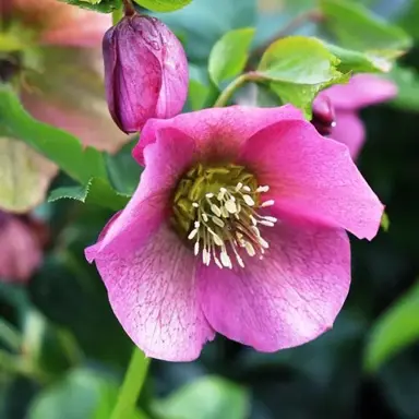 helleborus-english-thoroughbred-1