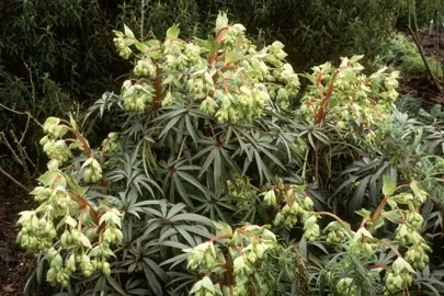 Helleborus foetidus plants with green flowers.